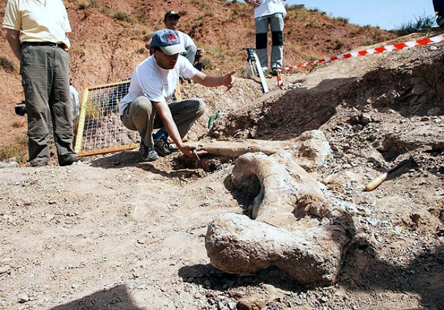 Dinosaurio Ornitópodo  en Barbadillo del Mercado | C. Arqueológico de Salas