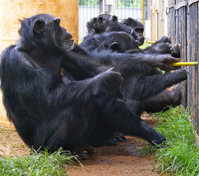 Chimpancés del Centro Nacional de Investigación de Primates Yerkes.|Frans de Waal