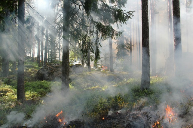 Incendio forestal | Ylvers (Pixabay)