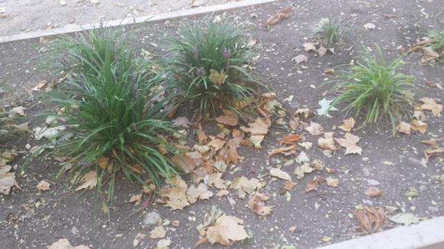 Numerosos puntos del Paseo de la Isla se encuentran muy deteriorados y faltos de adecuada conservación.