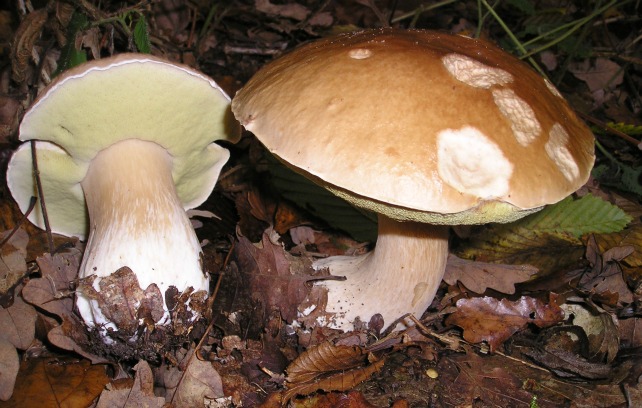 Imagen de Boletus edilius | Strobilomyces CC 3.0 vía Wikimedia Commons