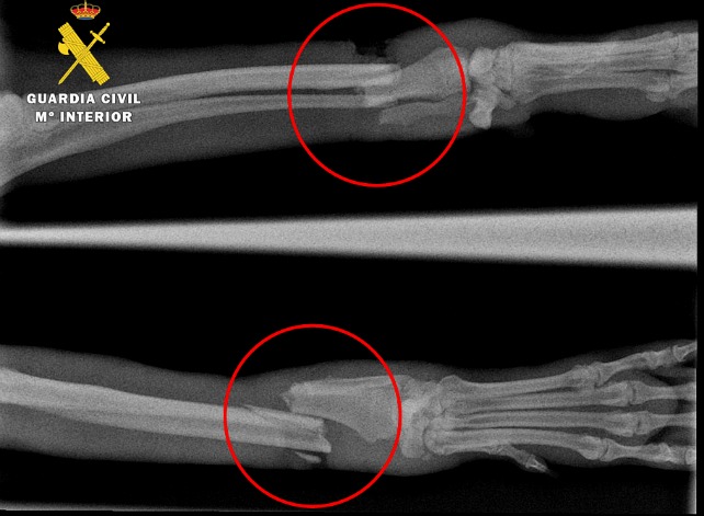 Radiografía de la pata del animal | Guardia Civil