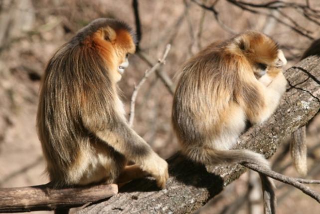 El duelo por la muerte de un familiar se extiende más allá del ser humano. Bin Yang et al. (Current Biology) 