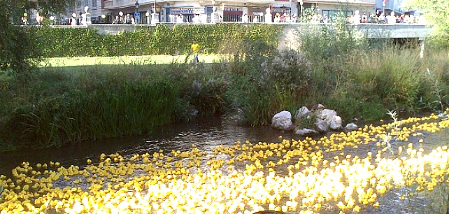 Carrera solidaria de patitos de Burgos