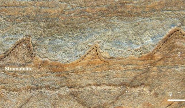 Vista transversal de un fragmento de roca en el que se pueden ver los estromatolitos de forma cónica de 3.700 millones de años de antigüedad.|Yuri Amelin