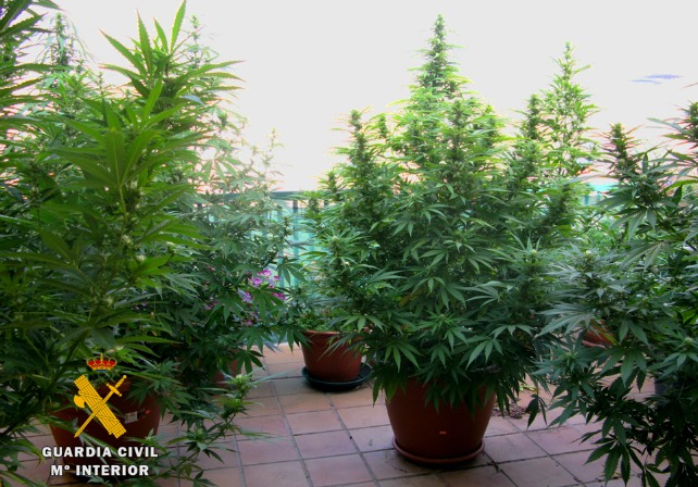 Plantación de marihuana intervenida.