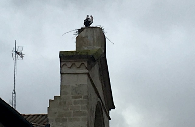 Cigüeñas en Burgos. 