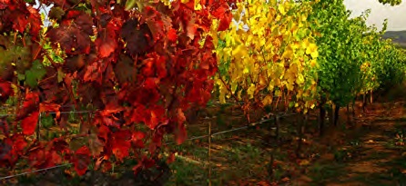 Viñedos de la región de El Bierzo en León. | JCYL