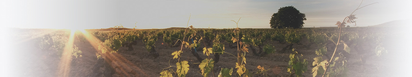 Viñedos D.O Ribera del Duero