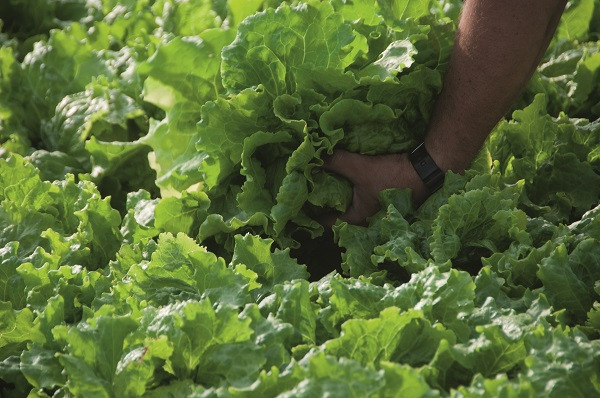 Lechugas de Medina. Foto: Instituto tecnológico agrario