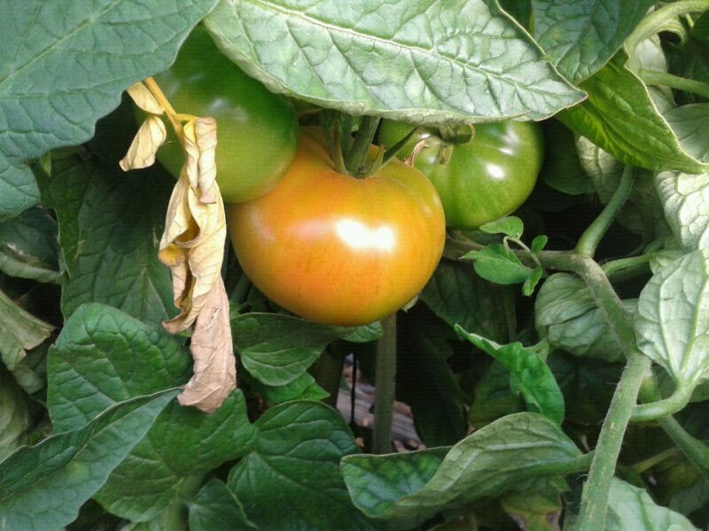Tomates de Hortalizas Mauri. Foto: Hortalizas Mauri