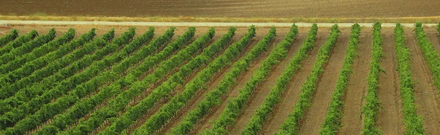 Campos DO Rueda