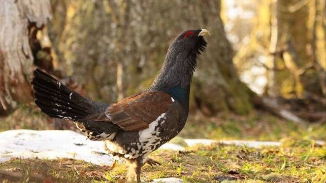 Un ejemplar de urogallo. Más que pájaros